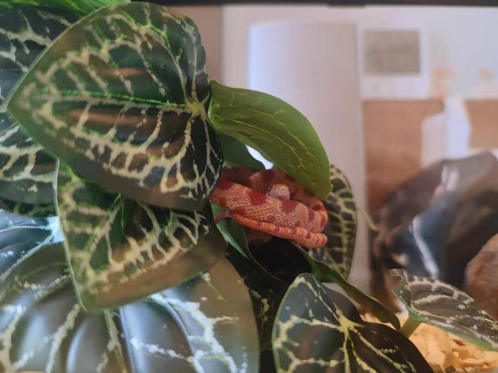KERUIDENG Anthurium Crystallinum, plantas para terrario, resistentes al agua para gotas de rocío.
