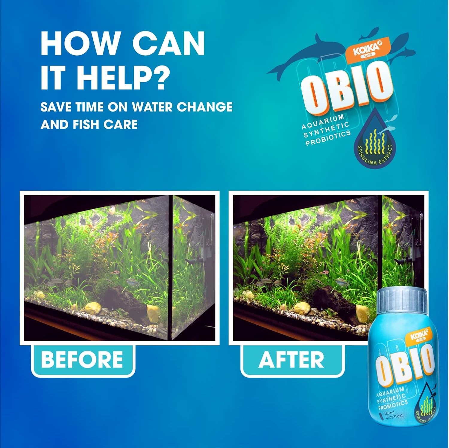 KOIKA OBIO: peces y gambas muestran crecimiento y vitalidad
