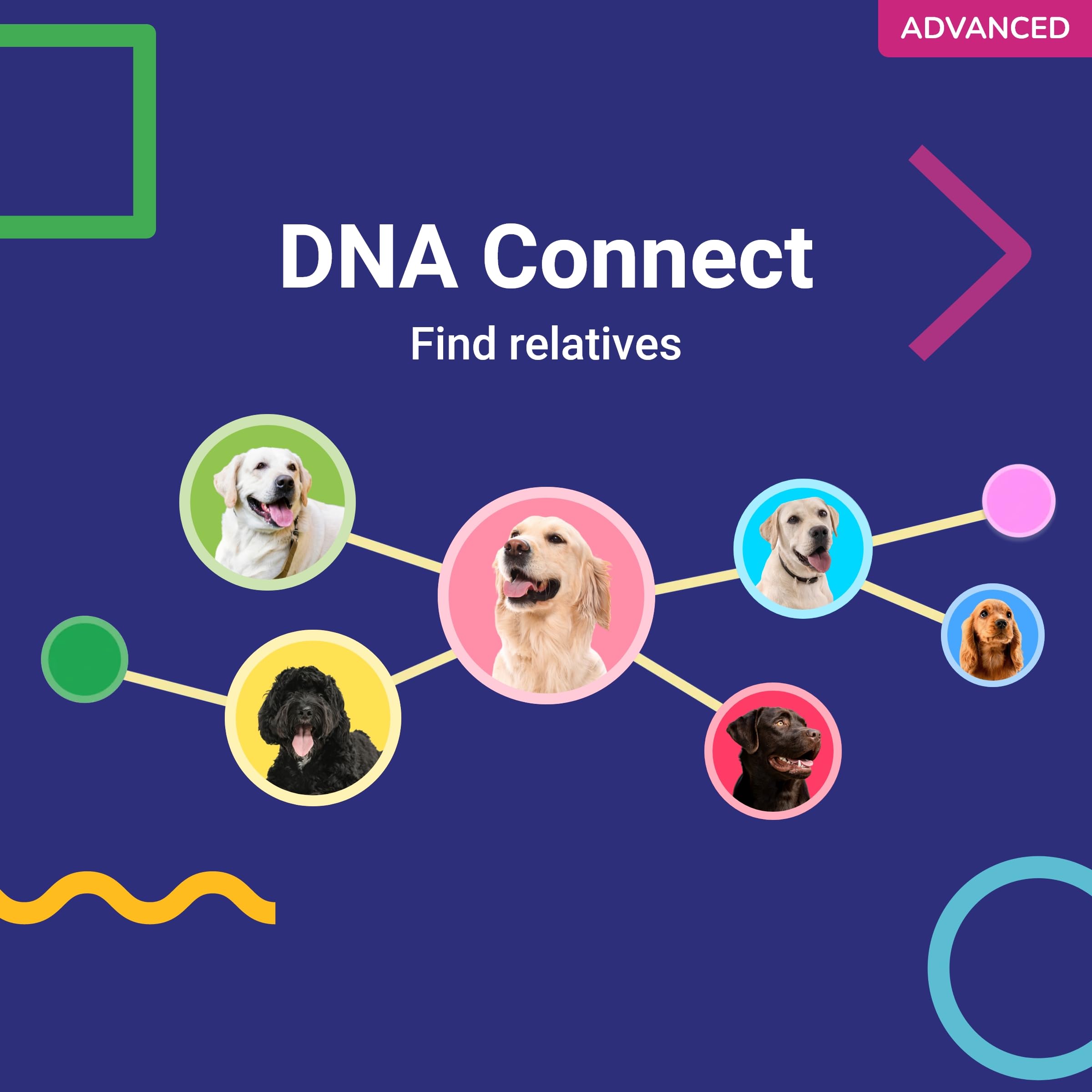 Con Koko Genetics, acceso a actualizaciones y conexiones con familiares globales