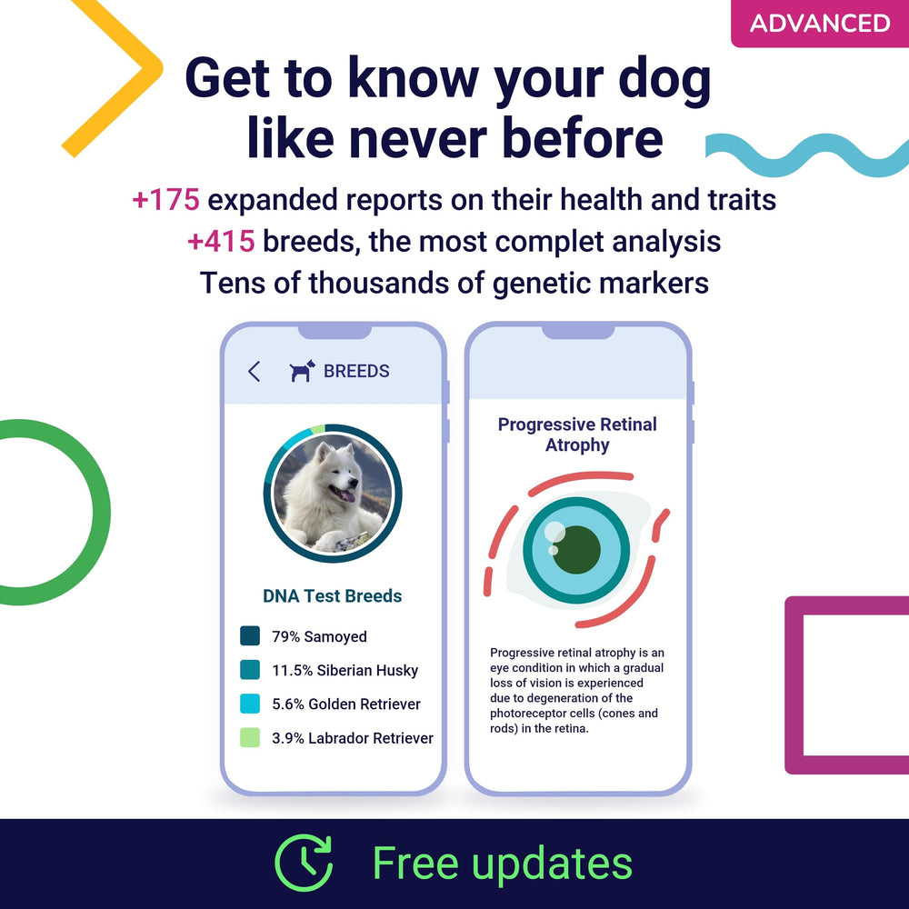Koko Genetics revela la composición de razas y rasgos físicos