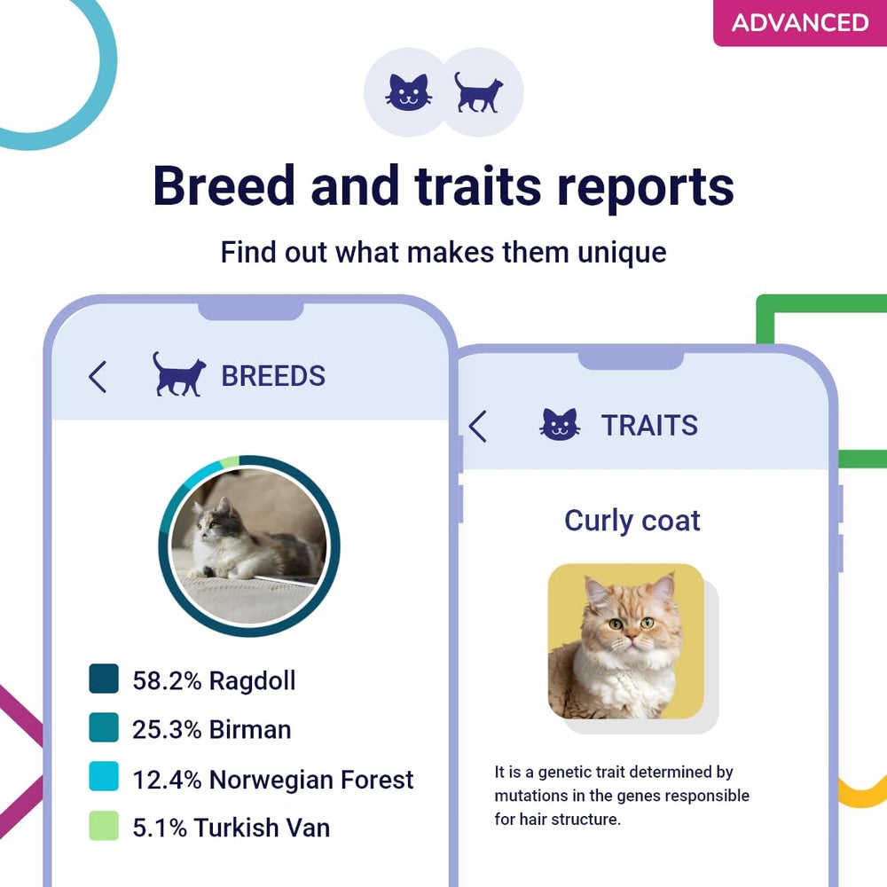 Koko Genetics: información de razas y características físicas del gato.
