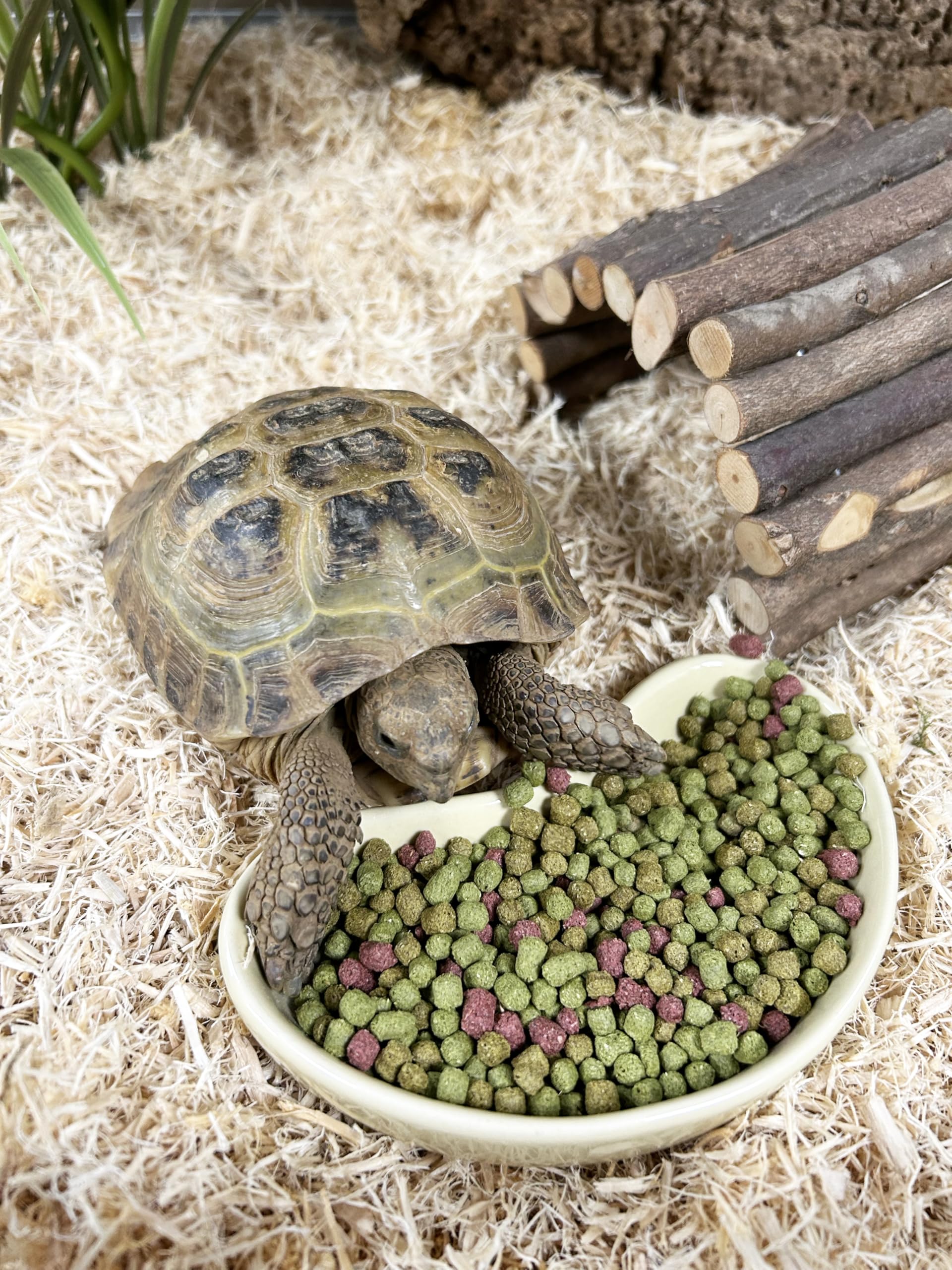 Komodo Dieta tortugas fruta y flor: textura rica y fibra para el día a día.
