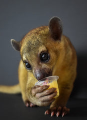 Komodo Jelly Pots Sabor Fresa, porción individual para insectos