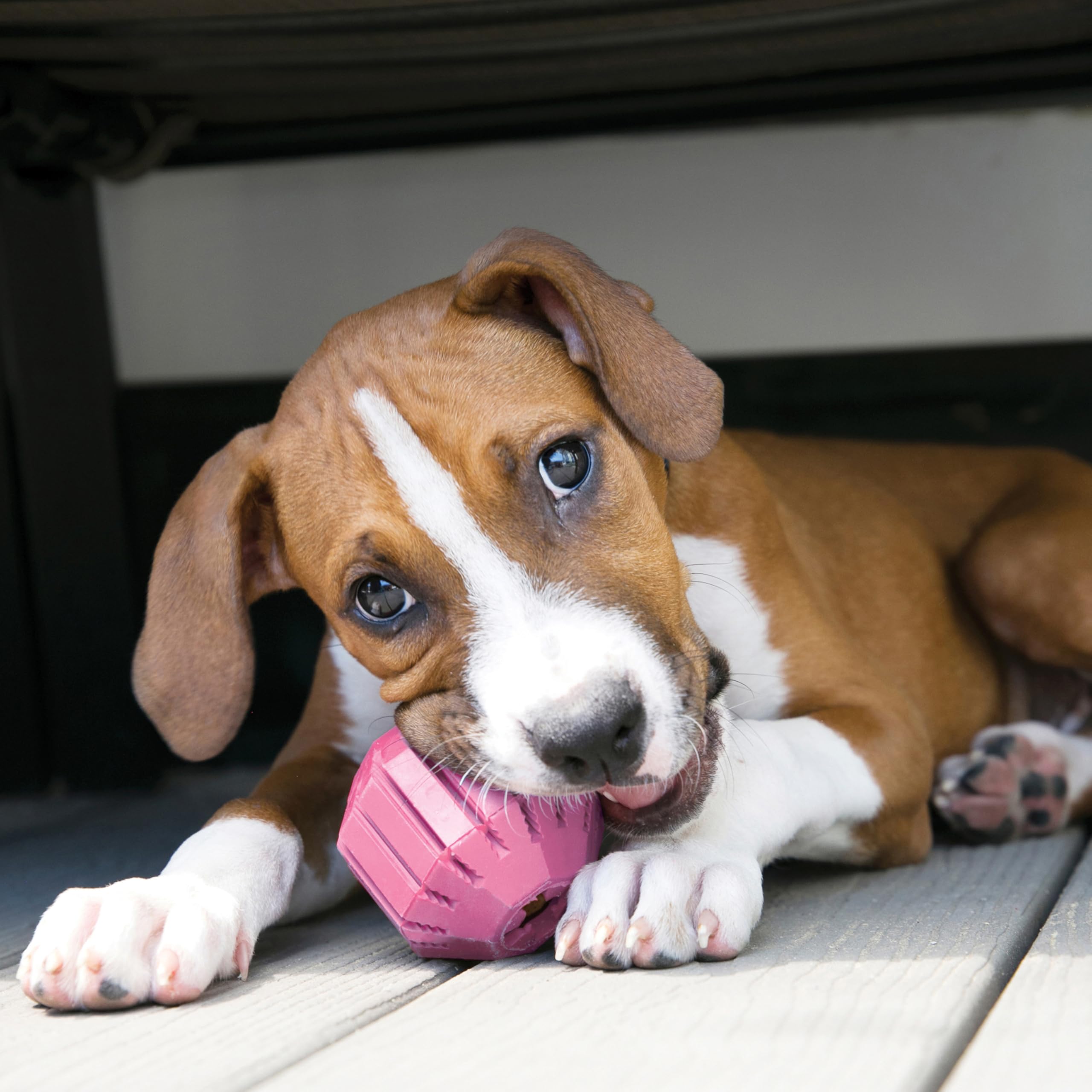 KONG Bola de Actividad para Cachorro con Denta-Ridges para masajear encías.