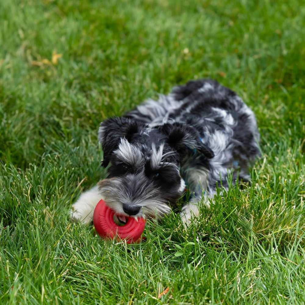 KONG Donut, tamaño pequeño/mediano, seguro para perros de razas pequeñas y medianas
