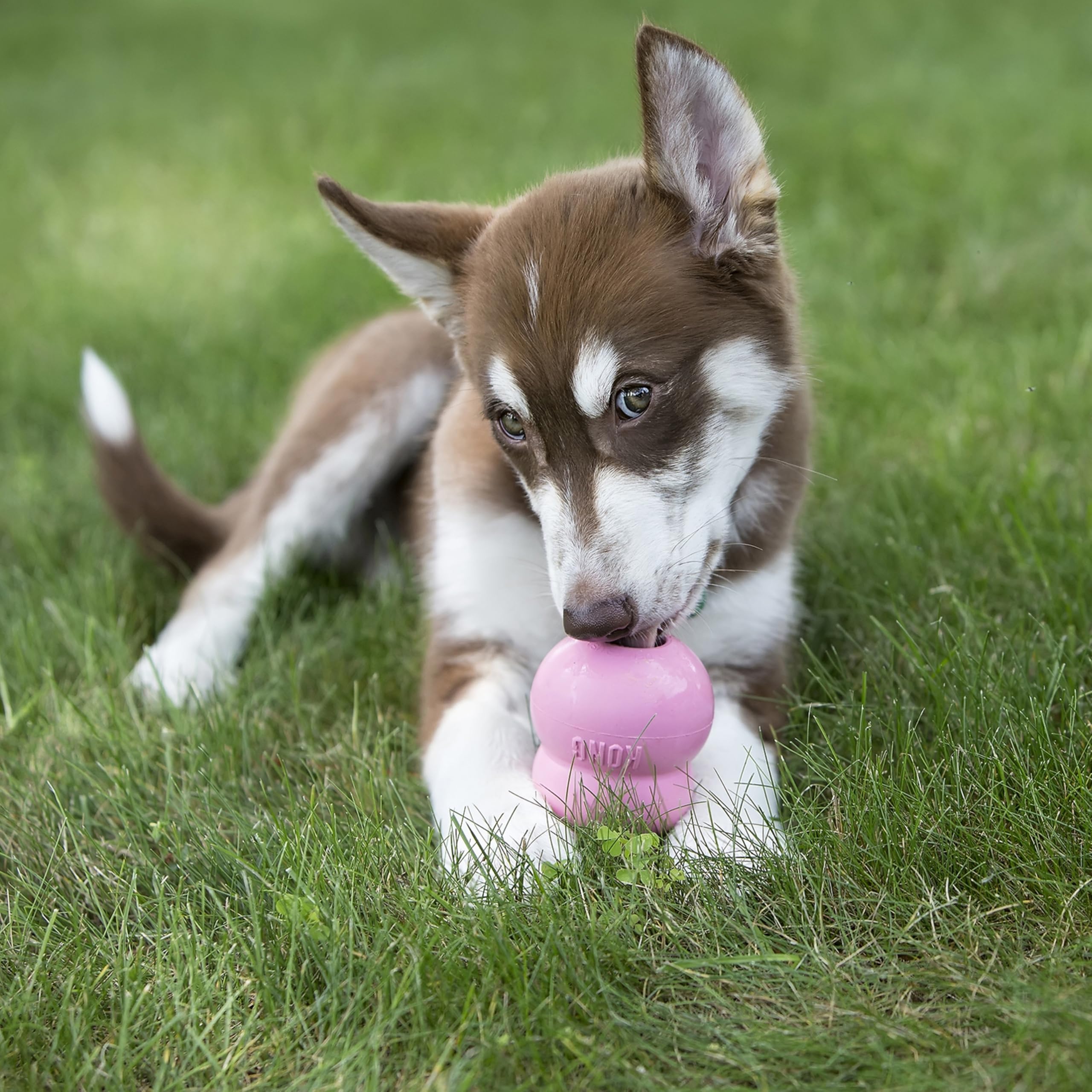 KONG Easy Treat: rellenos para juguetes dispensadores y sesiones de entrenamiento divertidas.