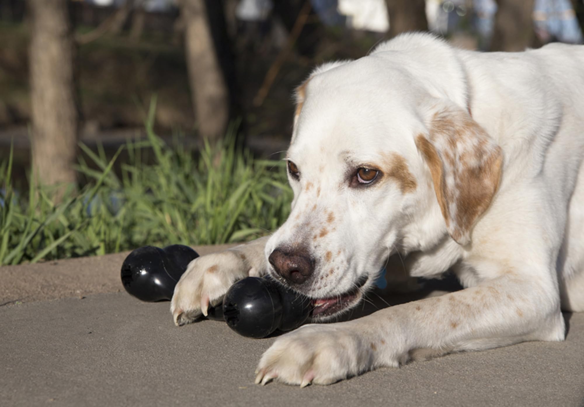 KONG Extreme Goodie Bone, agarres para premios que facilitan rellenos desafiantes.