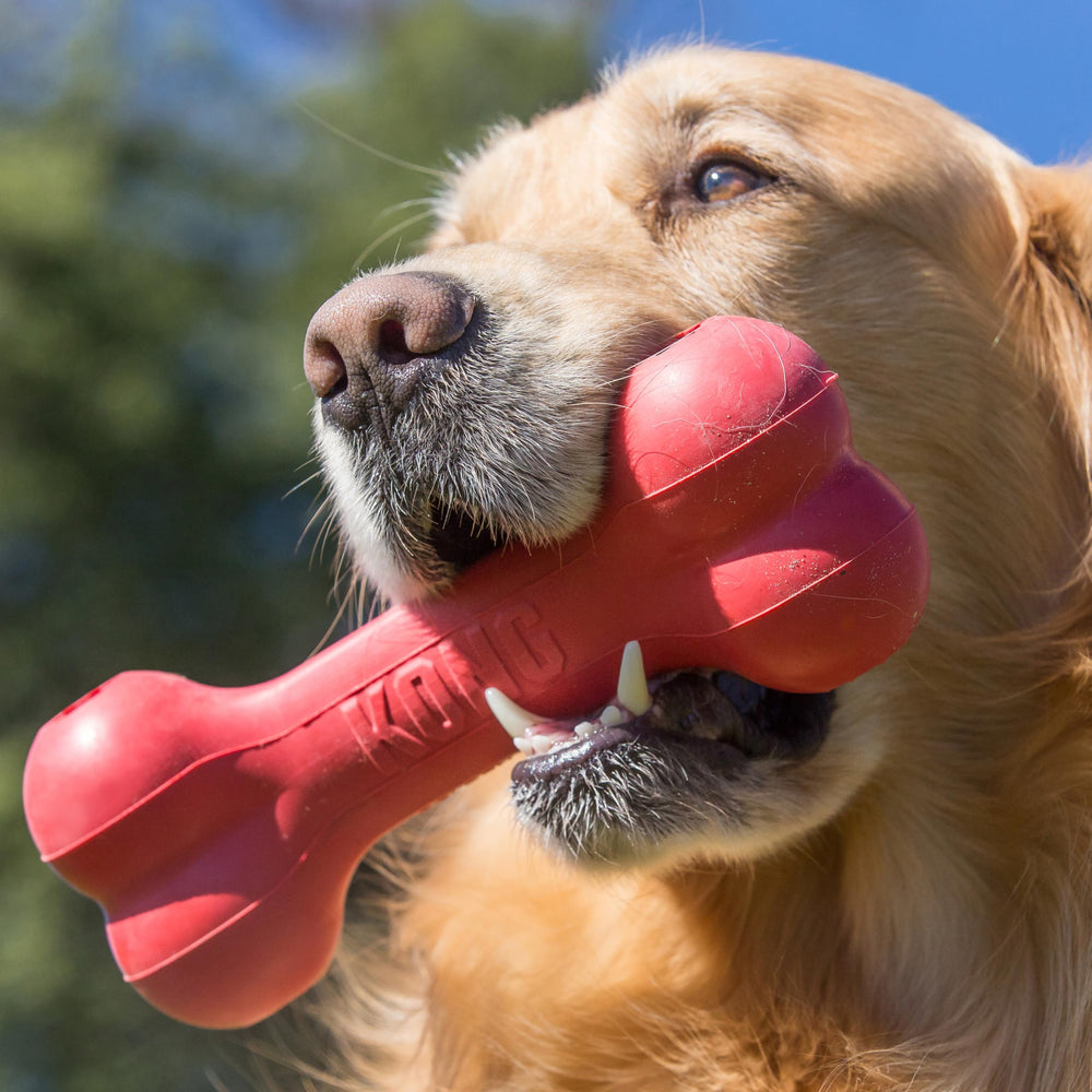KONG Goodie Bone con Goodie Gripper para agarrar y jugar