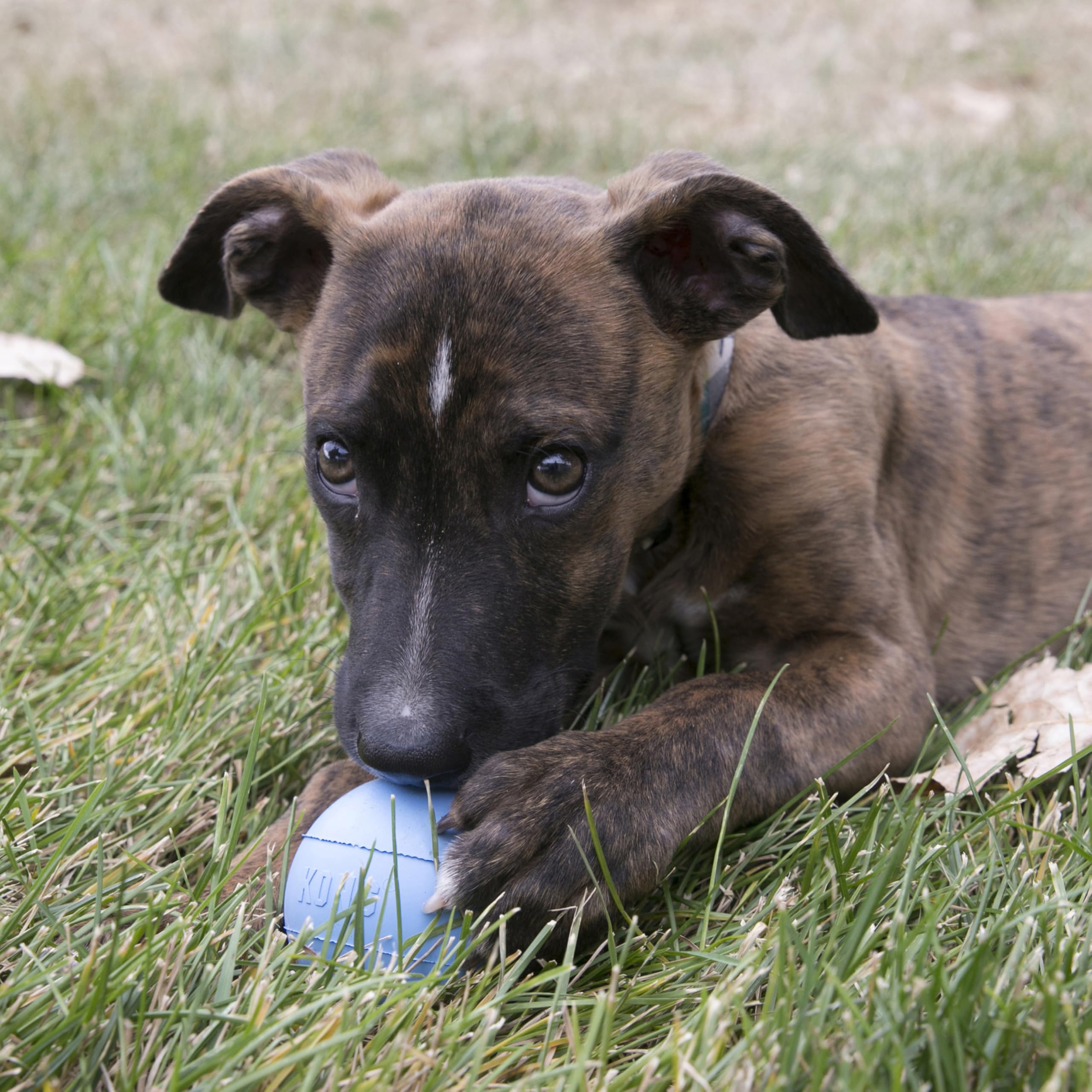 KONG Pelota de caucho natural resistente, ideal para morder y jugar.