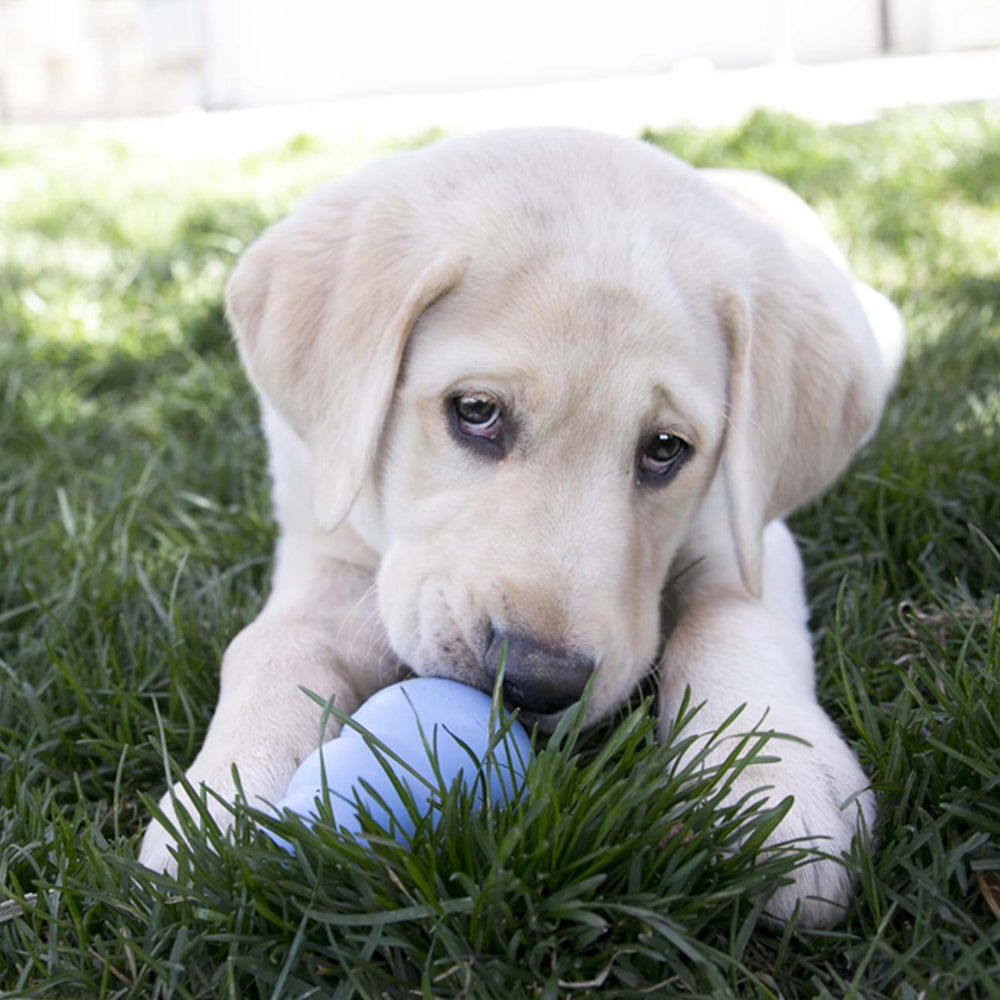 KONG Puppy, jouet à farcir pour stimuler l’appétit pendant le jeu.
