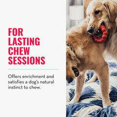KONG Ring: juguete dental para perros medianos y grandes durante el juego diario.