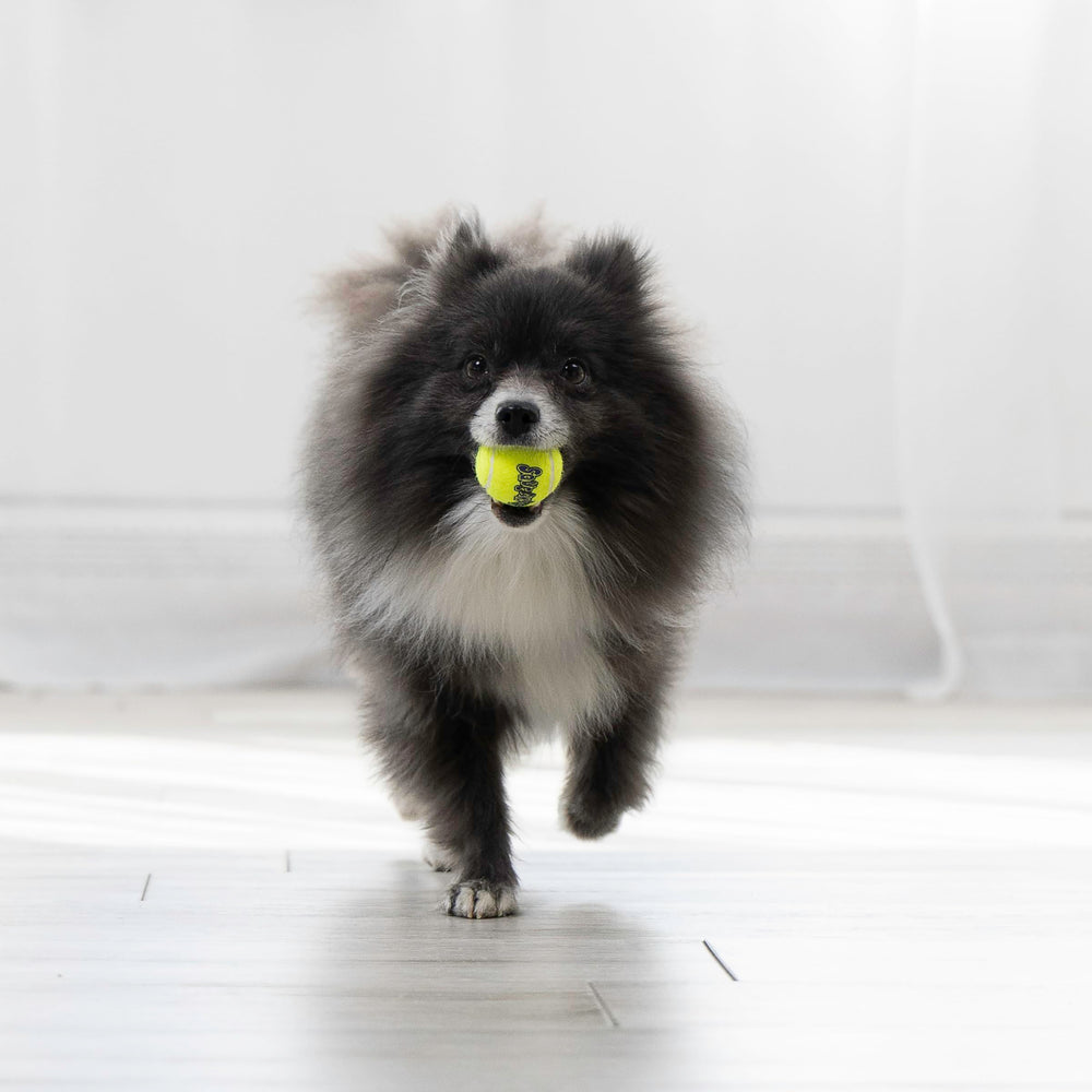 KONG Squeakair Pelota de dientes suave, adecuada para masticar sin dañar dientes.