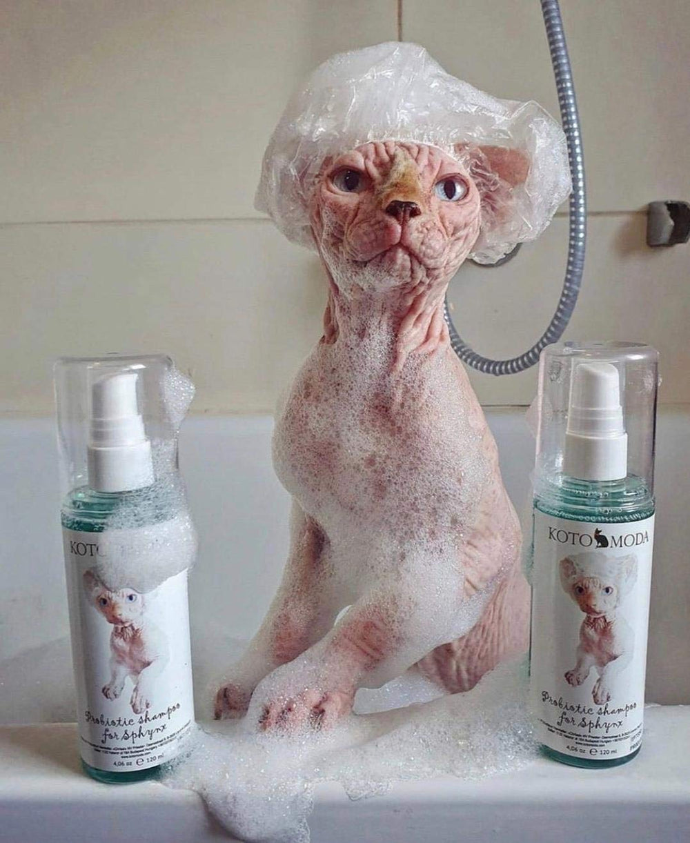 Kotomoda Champú Probiótico para aplicación fácil, ideal para rutinas de baño con gatos curiosos.
