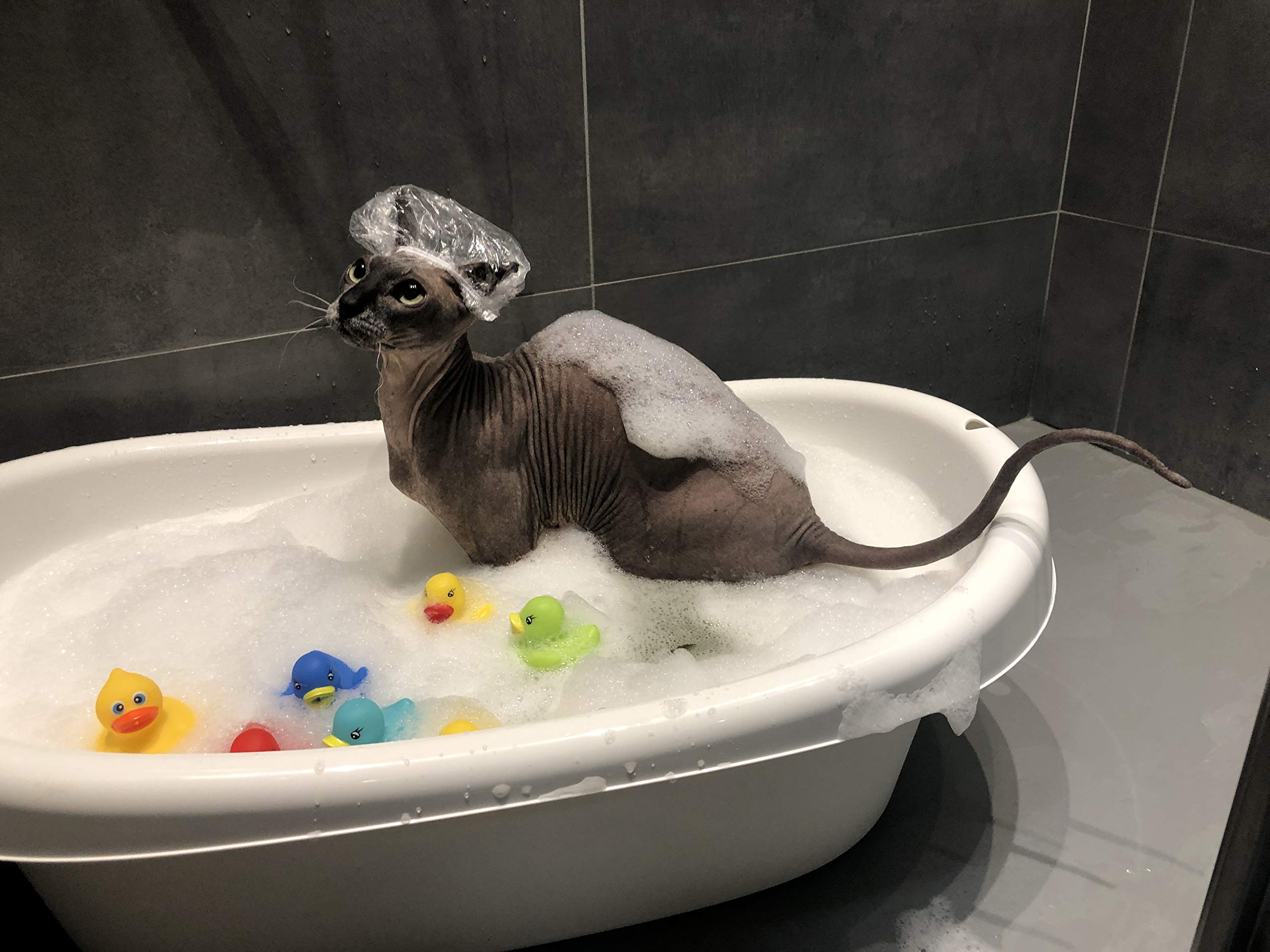 Kotomoda Champú Probiótico para piel equilibrada, ayuda a mantener la piel del gato Esfinge cómoda.