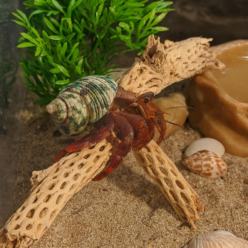 Koyal Wholesale cholla para hábitat gecko-leopardo, rama para trepar.