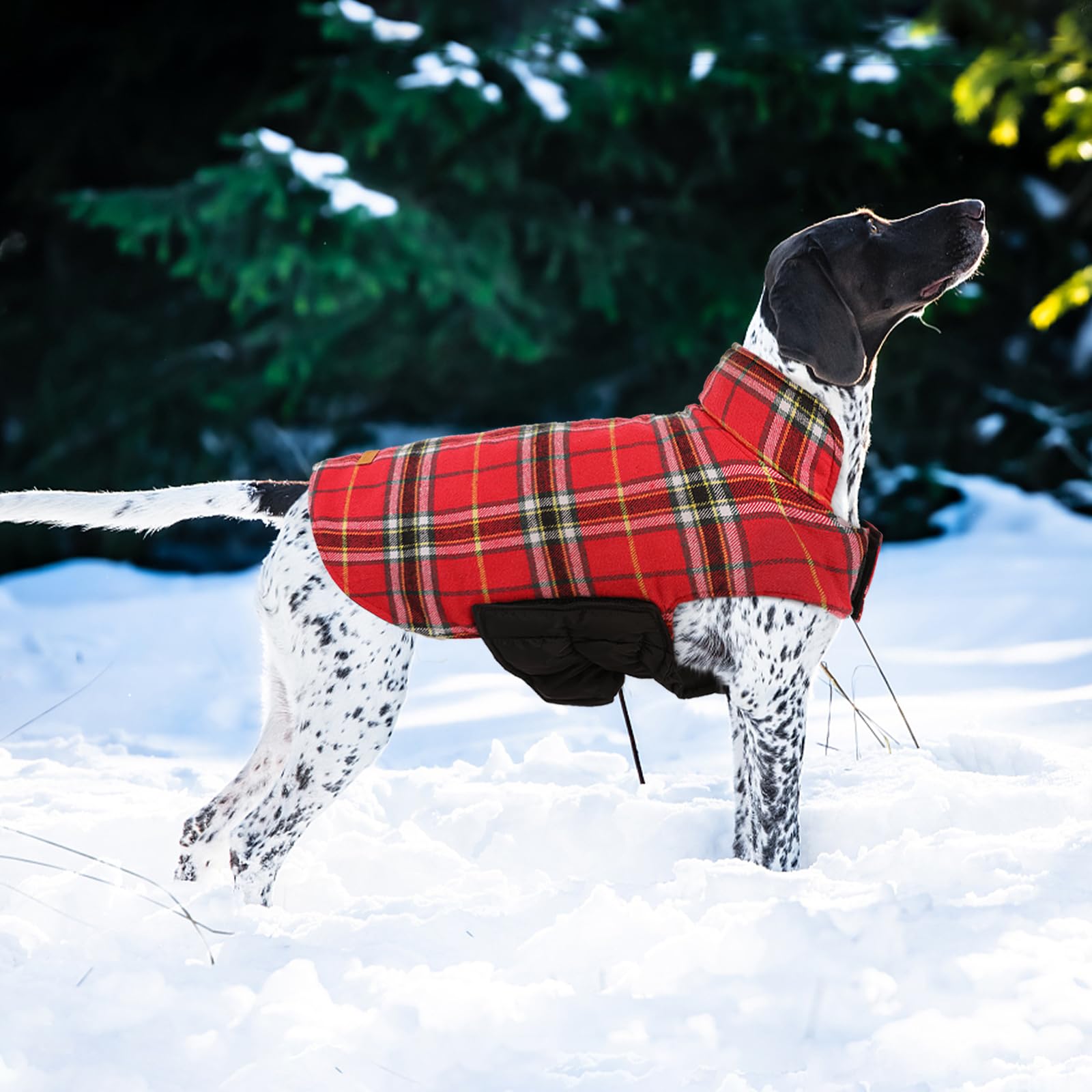 Chaqueta Kuoser para perros, estampado de cuadros clásico para estilo al caminar.