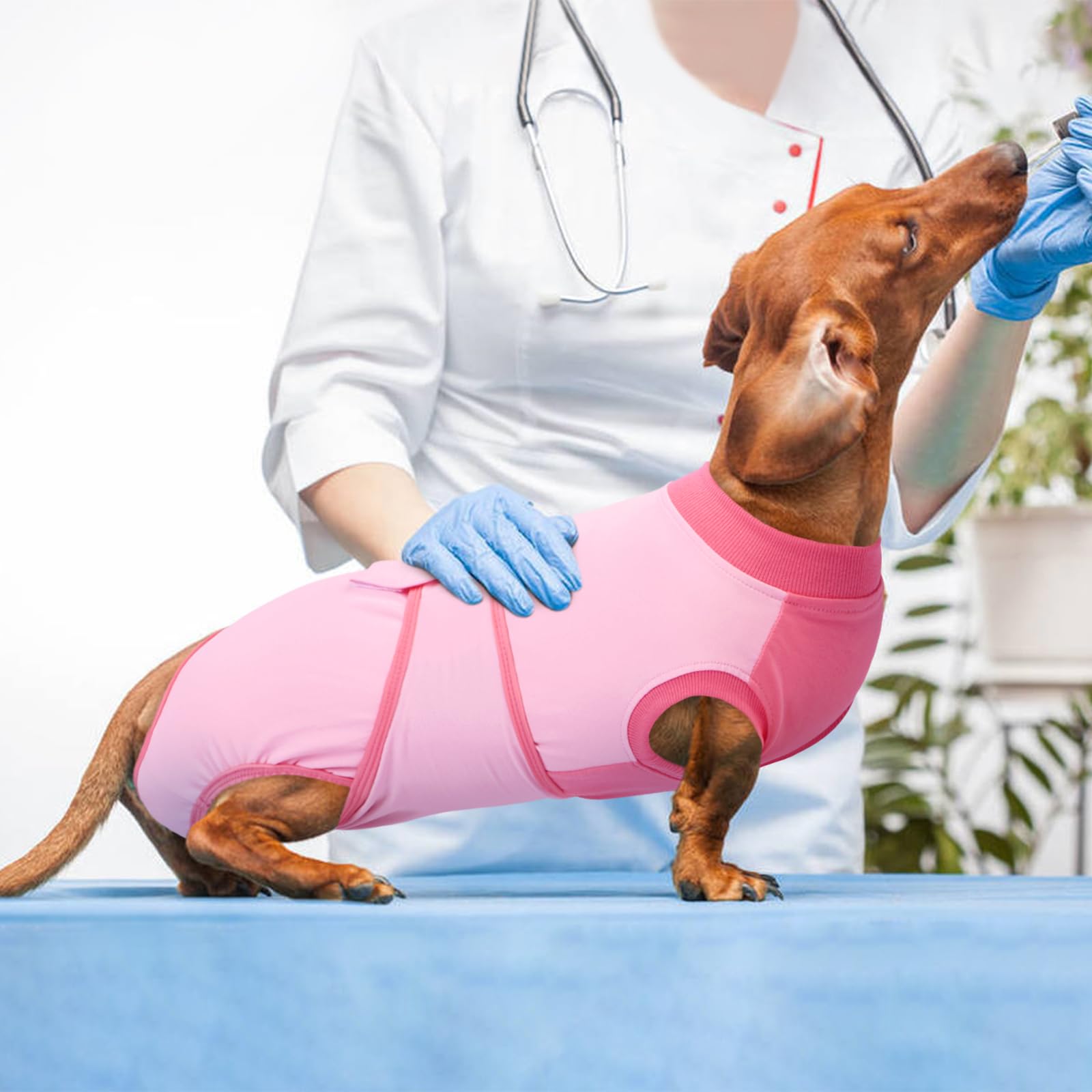Kuoser traje de recuperación para perros, en uso, ideal para reposo y movilidad sin lamidas.