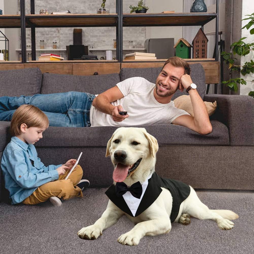 Kuoser conjunto dos piezas para perro listo para eventos