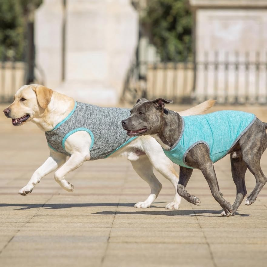 Talla 3XL adecuada para razas grandes como Doberman o Golden Retriever.