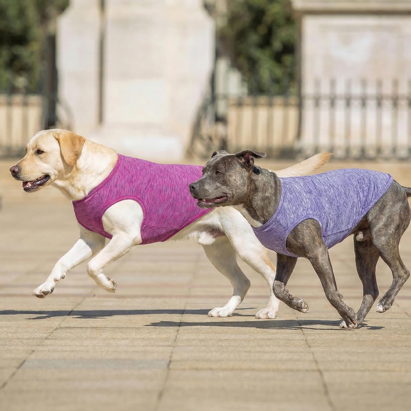 Talla XXL KYEESE para perros grandes, ajuste recomendado
