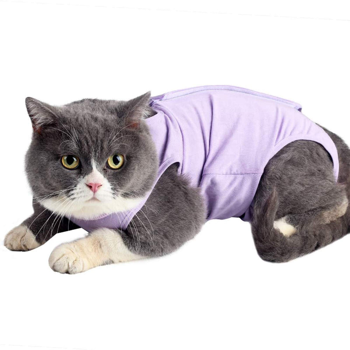 Vêtement de récupération kzrfojy pour chat après chirurgie protège la plaie.