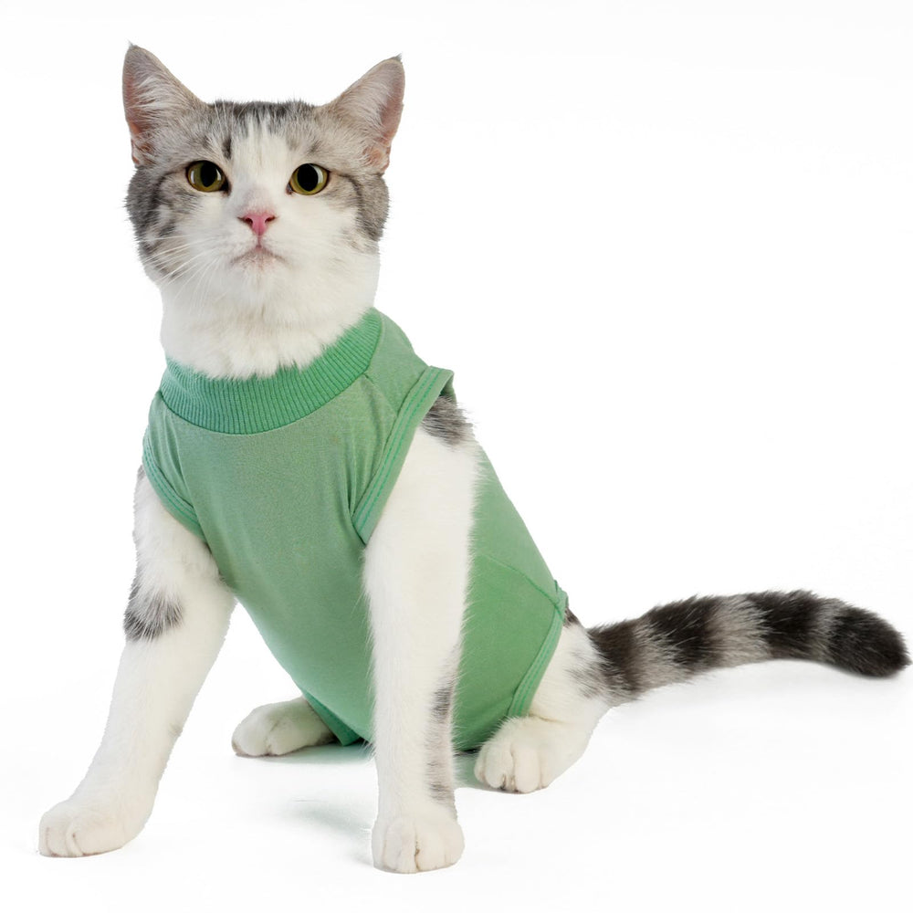 Le costume kzrfojy pour chat, vue générale, prêt à l’emploi après chirurgie.