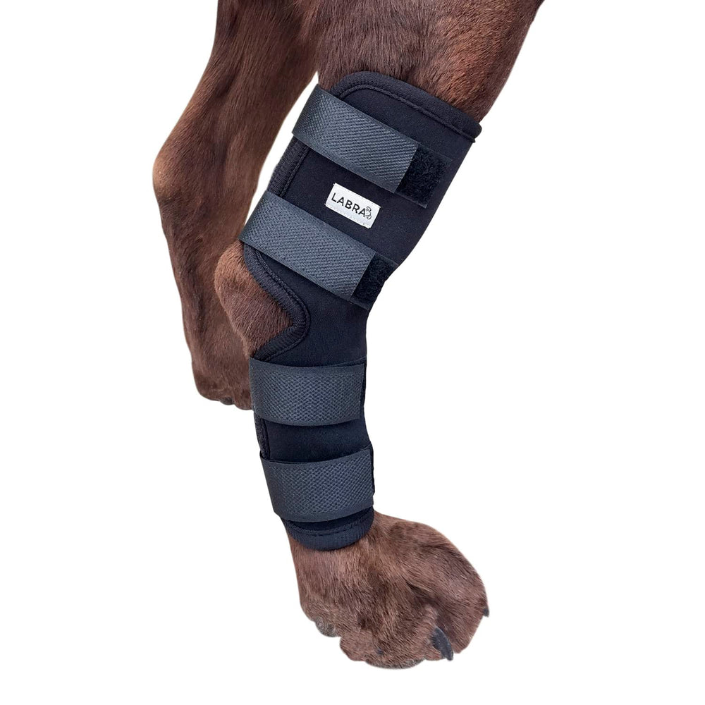 Labra envoltura compresiva tarso-pata trasera para soporte diario