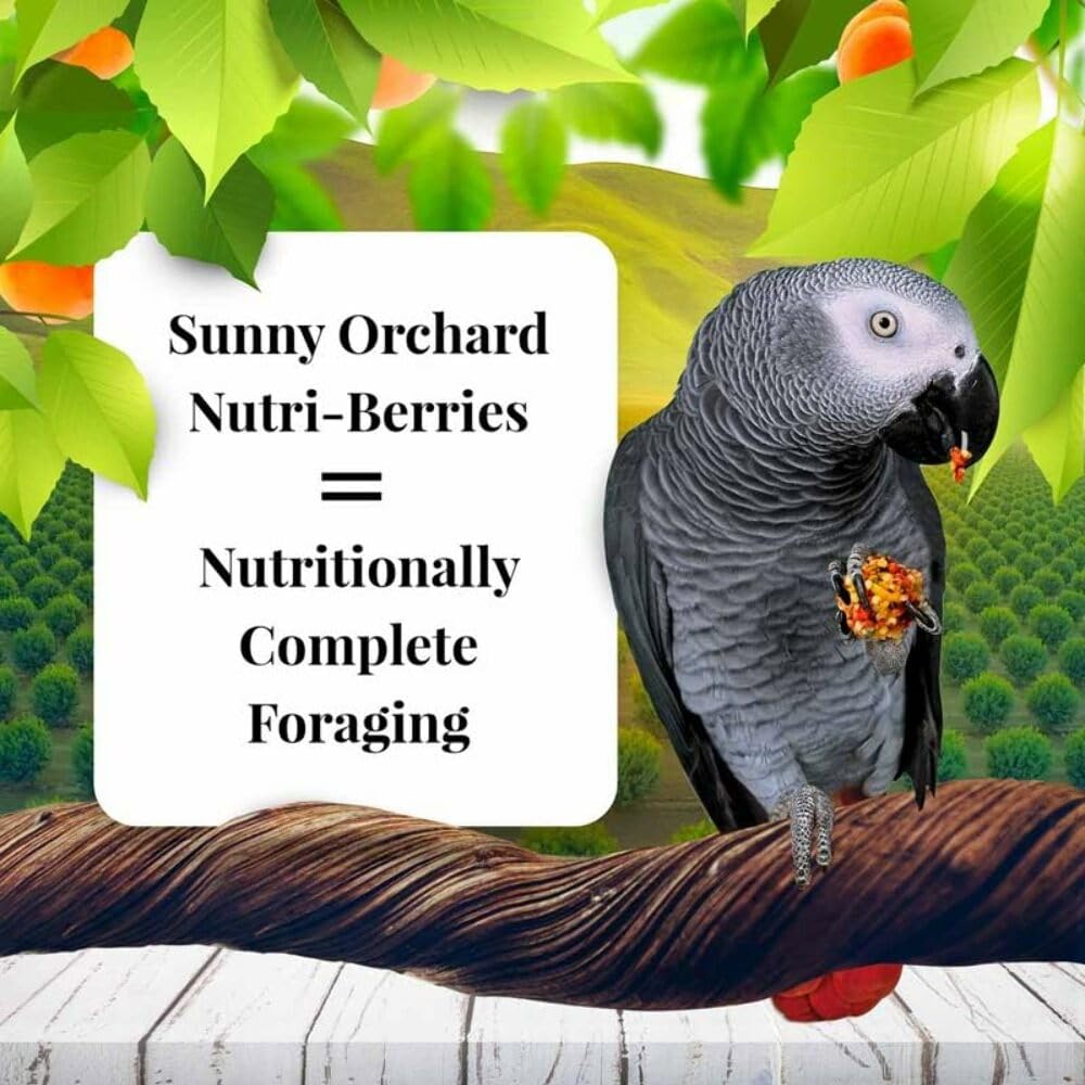 Trozos de dátiles en Nutri-Berries para rutina diaria de aves