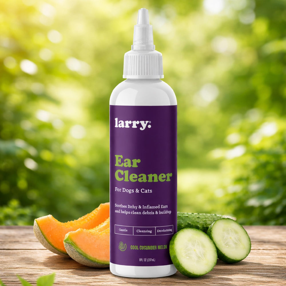 Larry Cat Ear Cleaner aplicación en oreja: higiene rutinaria para gatos.