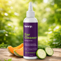 Larry Cat Ear Cleaner aplicación en oreja: higiene rutinaria para gatos.