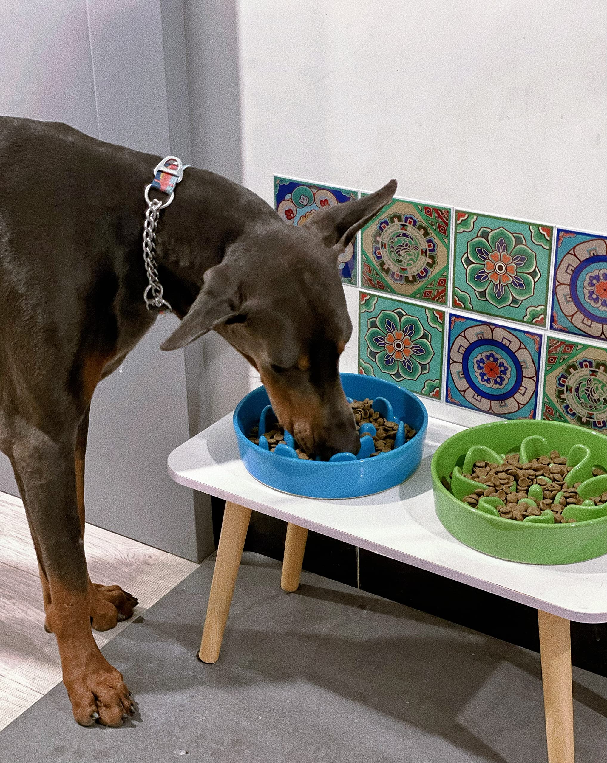 LE TAUCI comedero verde para perros ayuda a comer más tranquilo