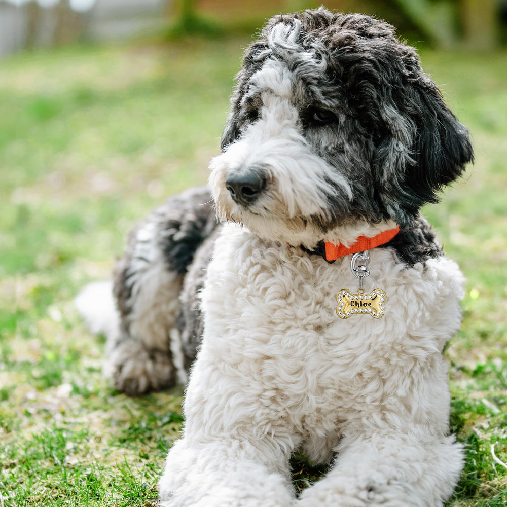 Leash King uso versátil para perros y gatos, seguridad y comodidad en cada salida.