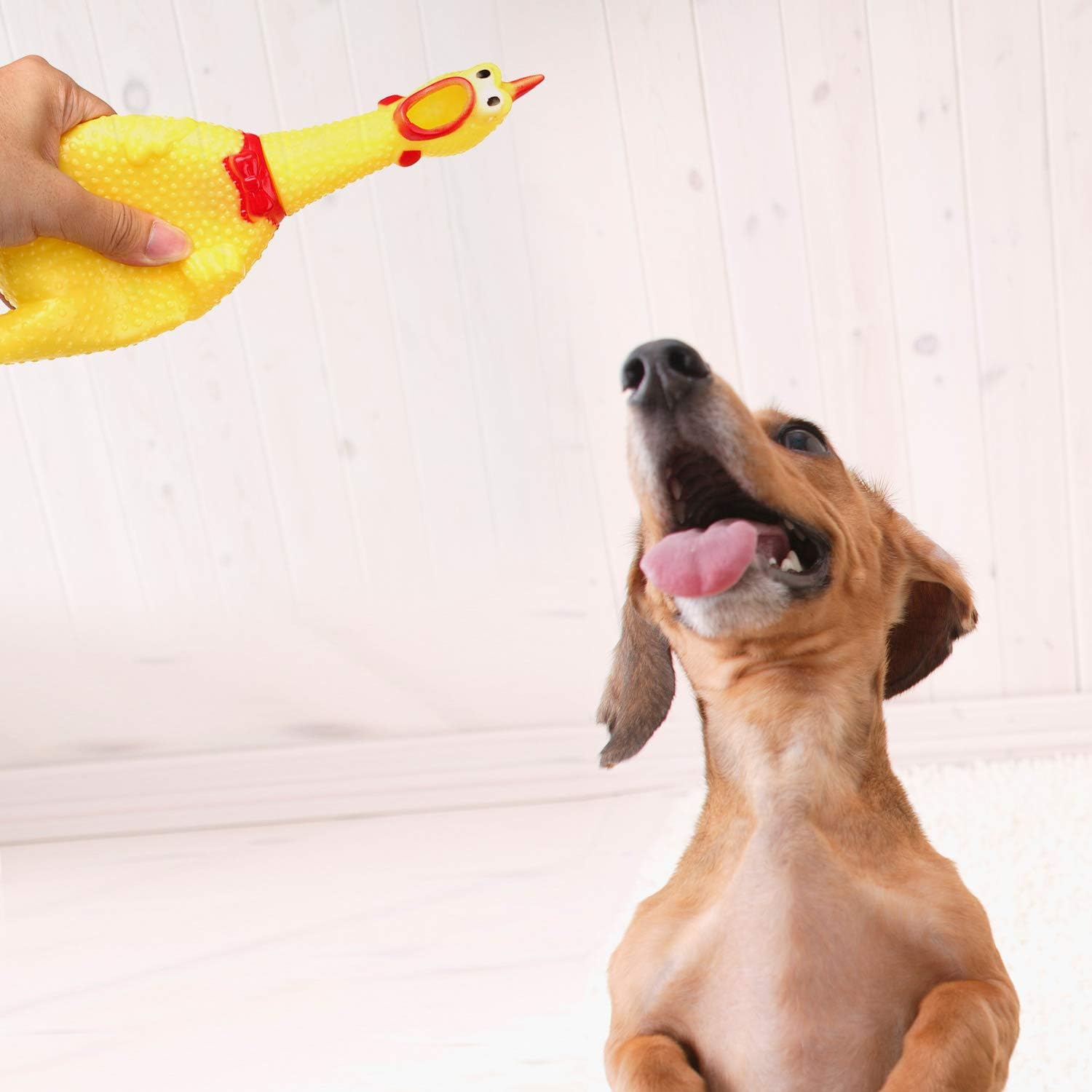 LEGEND SANDY juguete sonoro para perro, pollo chillón, estimula juego activo e interacción.