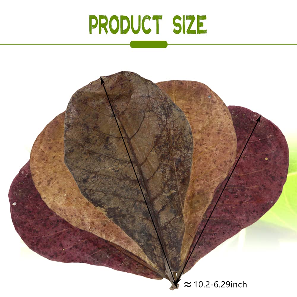 LeonBach hojas Catappa 250 g, gran paquete para acuario que simula hábitat natural