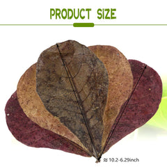 LeonBach hojas Catappa 250 g, gran paquete para acuario que simula hábitat natural