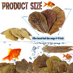 LeonBach hoja de almendra india para acuario, mejora el entorno natural