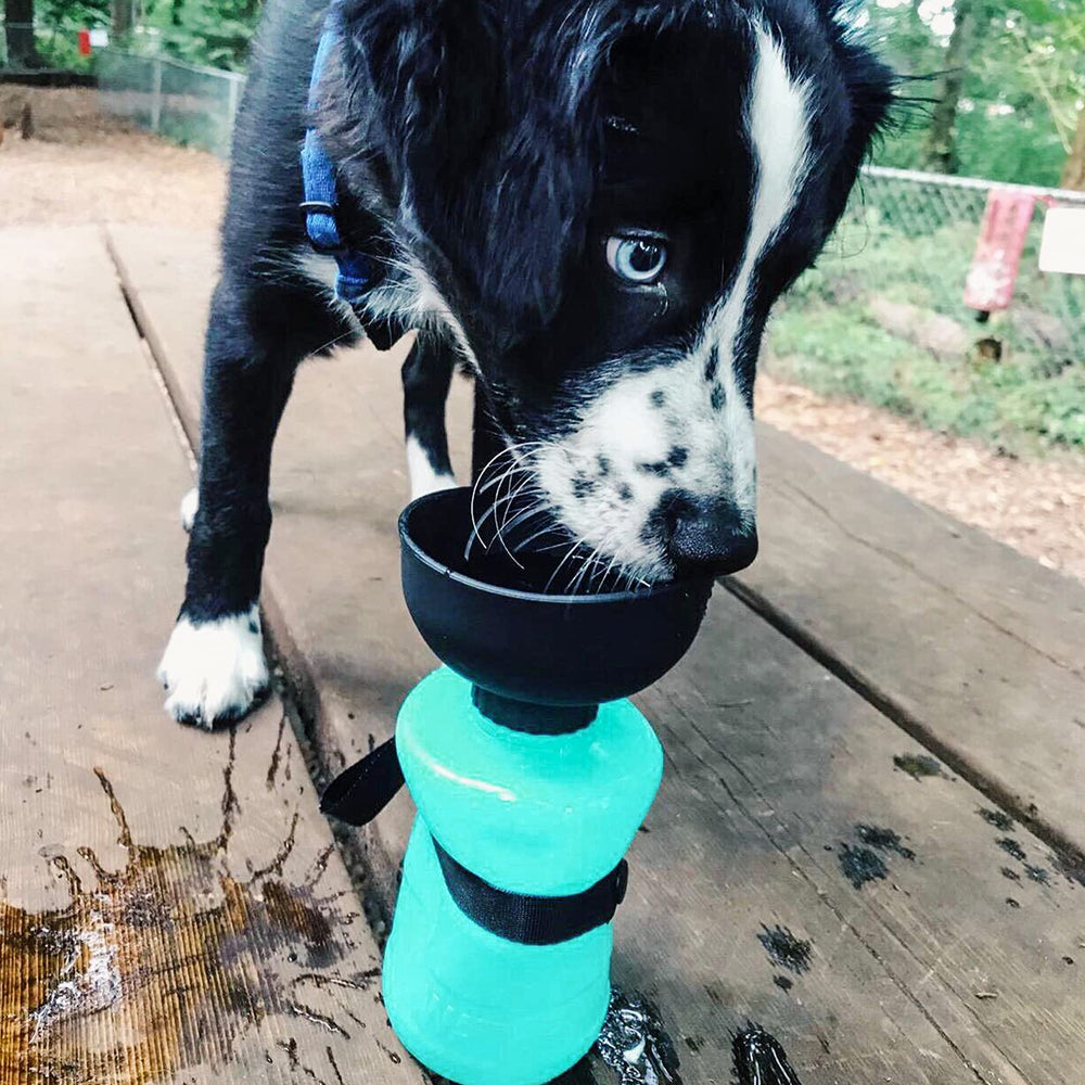 Lesotc plástico sin BPA de alta calidad para la salud de la mascota.