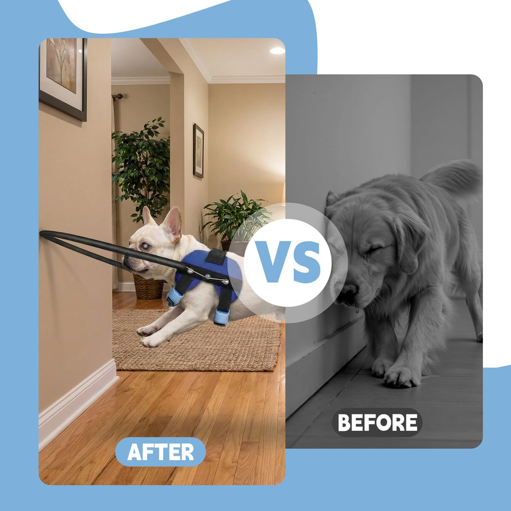 LetPetRun Halo: enfoque en protección contra impactos para paseos interiores y exteriores.