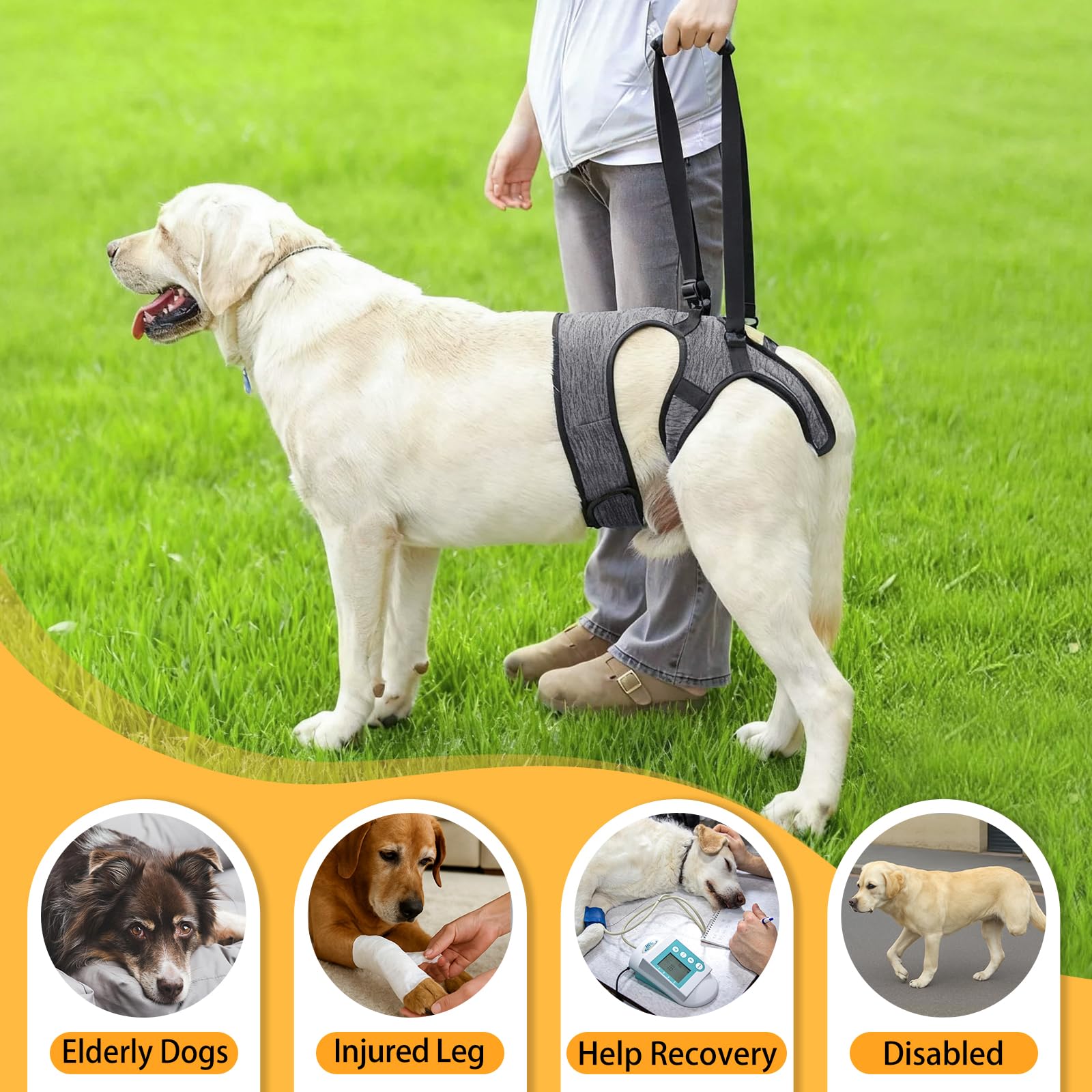 LIANZIMAU uso diario para perros mayores con apoyo suave.