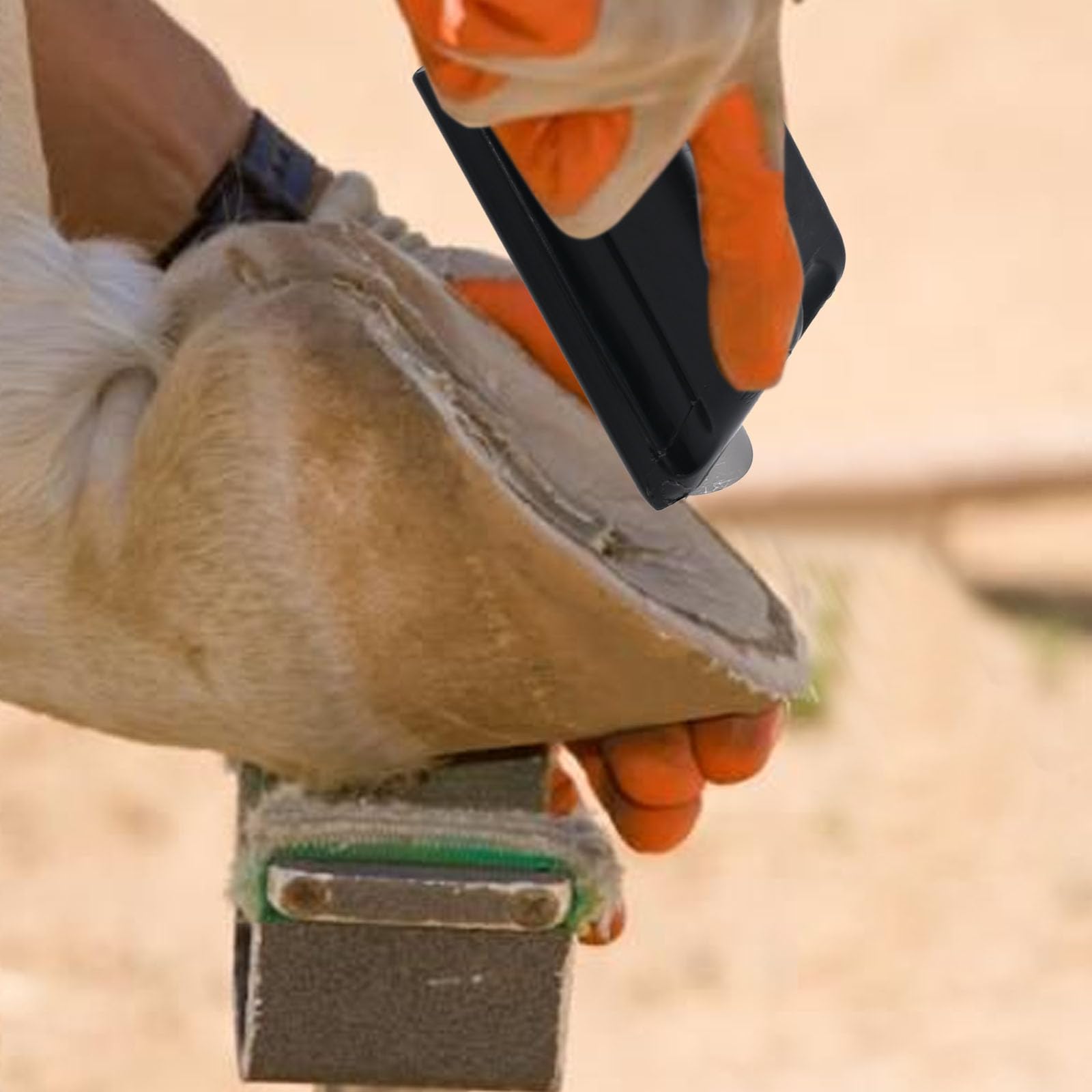 LIDSCURA Lima para cabras y ovejas, versátil para pequeños cascos.