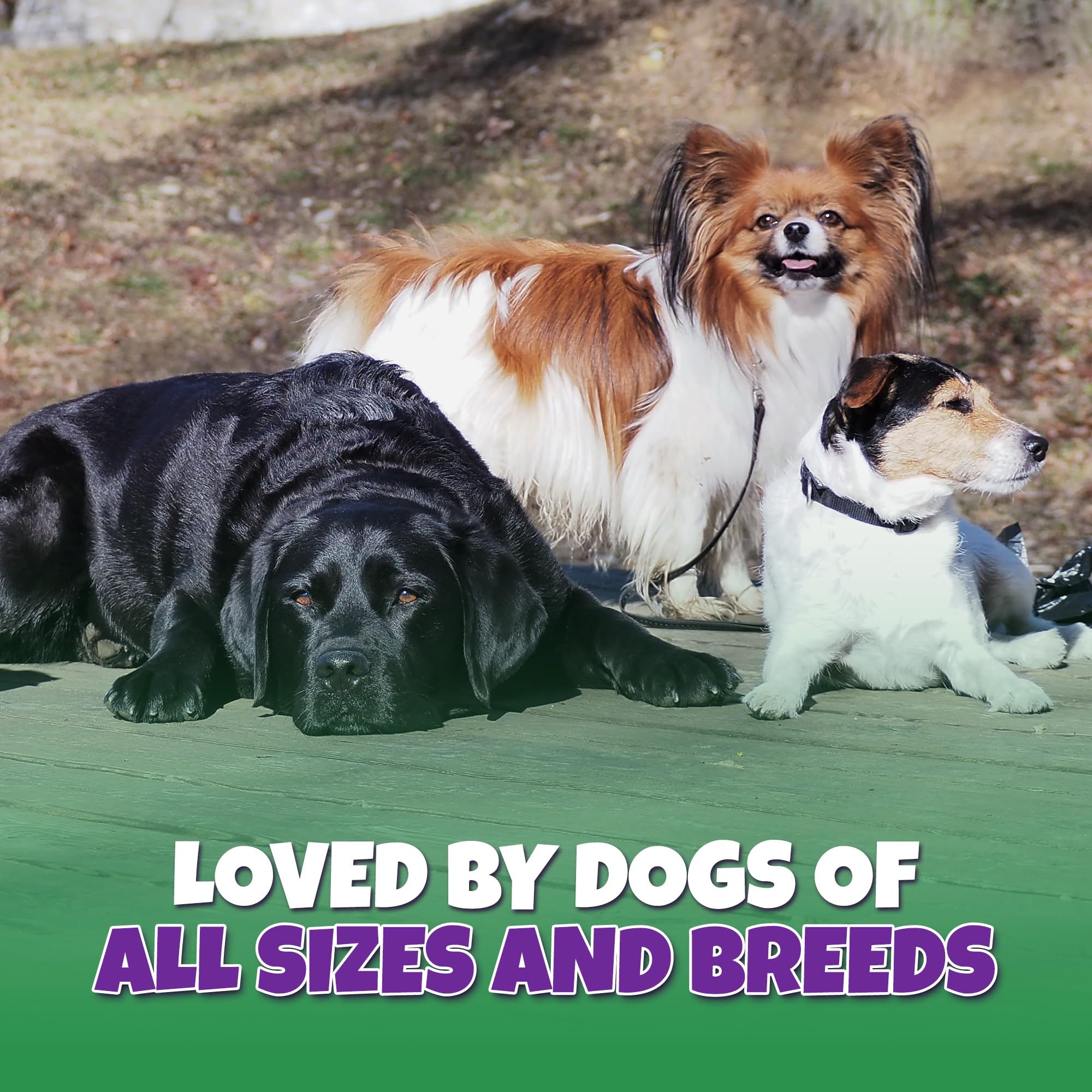 Lively Tails: perro masticando tendones de pavo, snack sabroso para momentos de juego.