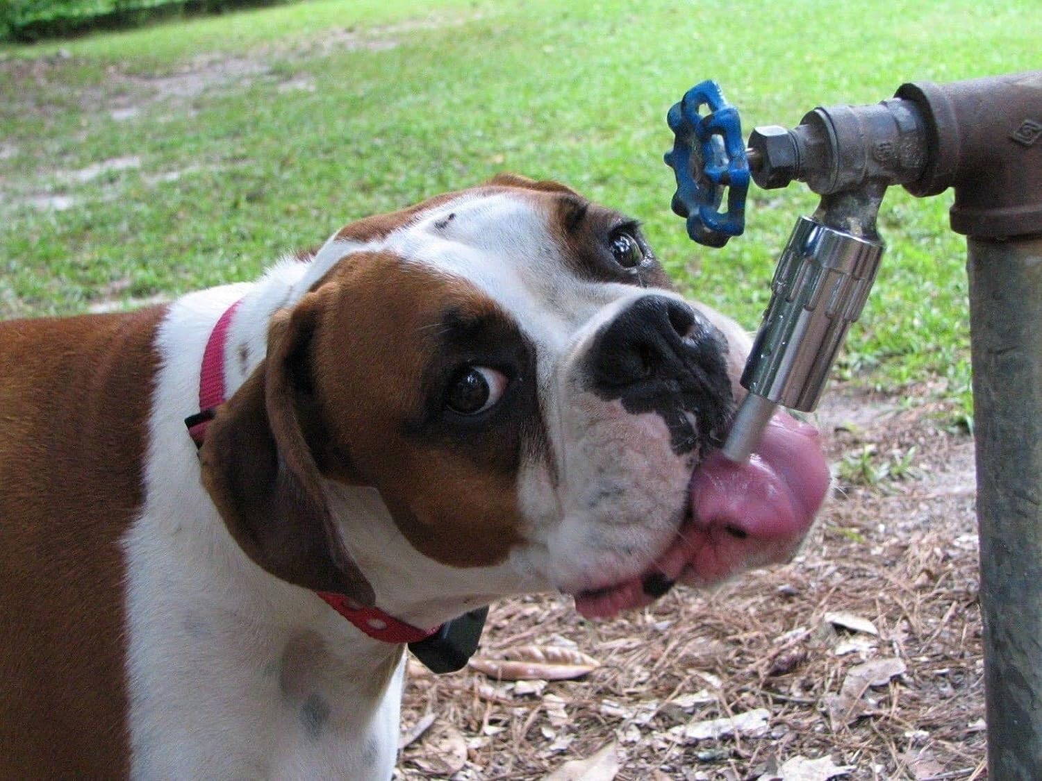 Ideal para perros grandes y medianos con alta demanda de agua.