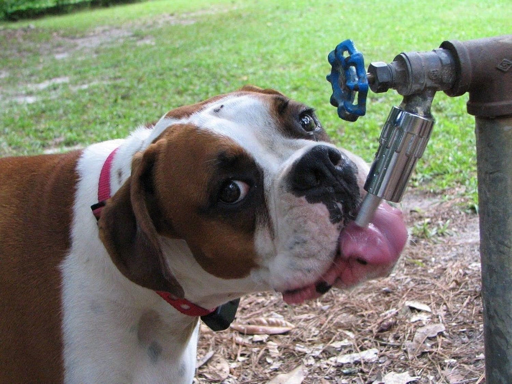 Ideal para perros grandes y medianos con alta demanda de agua.