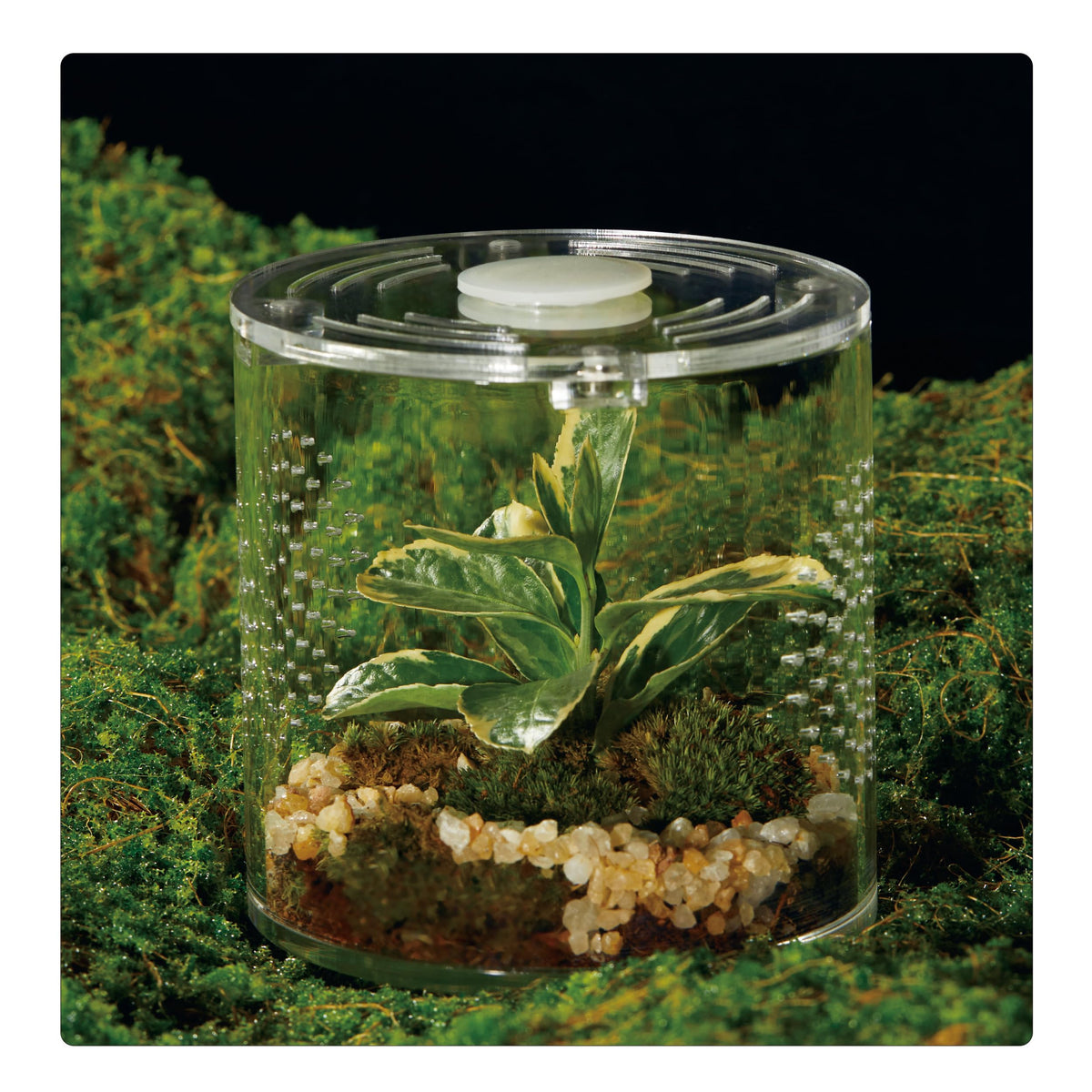 Terrario acrilico LIZ QNNALY para reptiles pequenos, compacto y seguro.