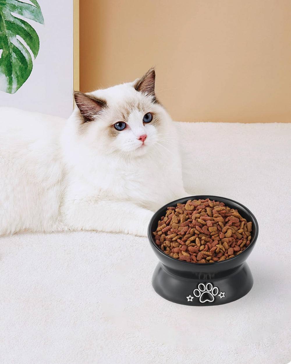 LoeJan plato compacto para gatos y gatitos