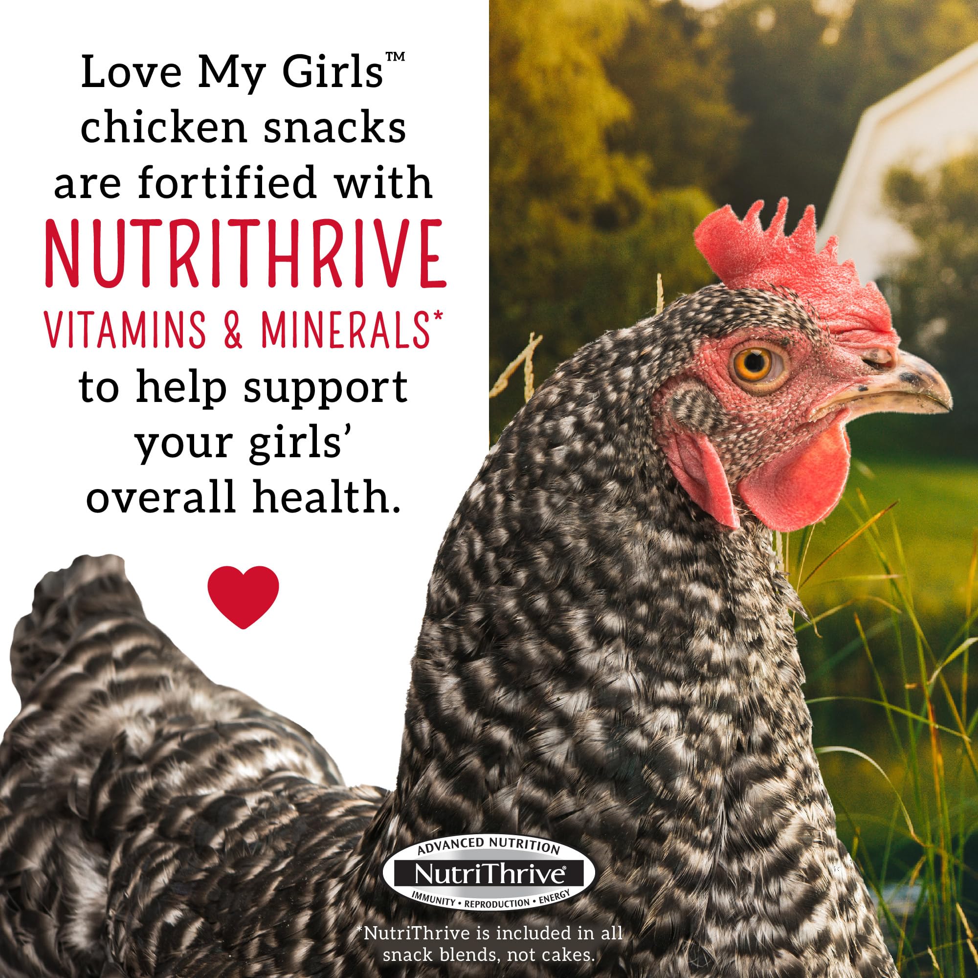 Love My Girls Snacks: cacahuates pelados, aporte proteico adicional