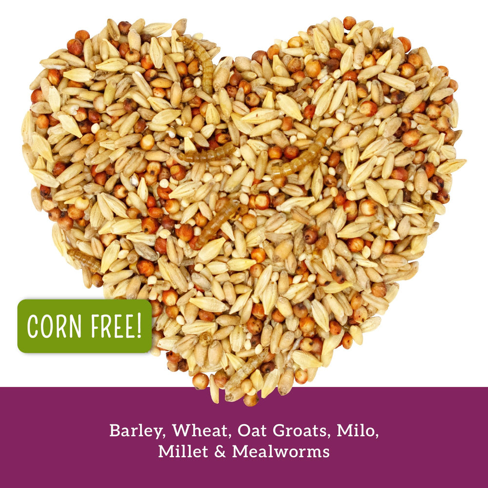 Love My Girls Snacks: gusanos de harina como fuente proteica de alta calidad para las gallinas.