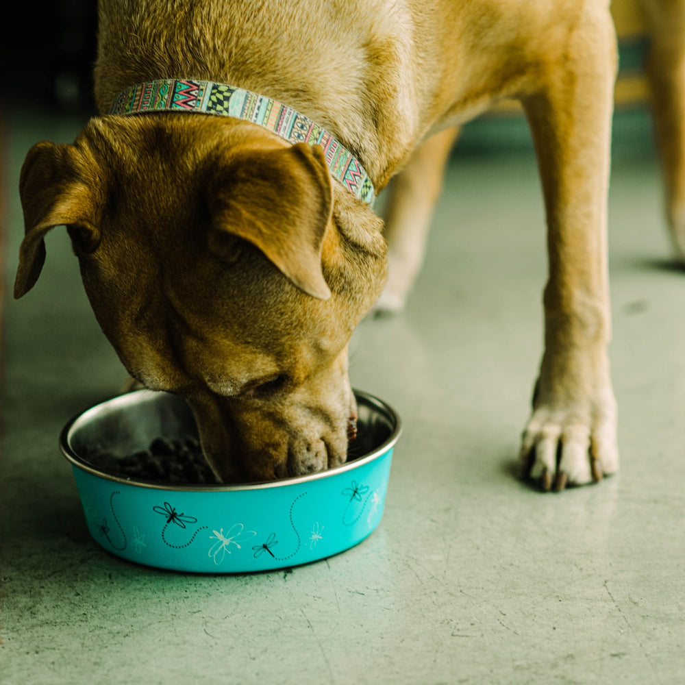 Alimentador de acero de Loving Pets Bella para casa y viaje