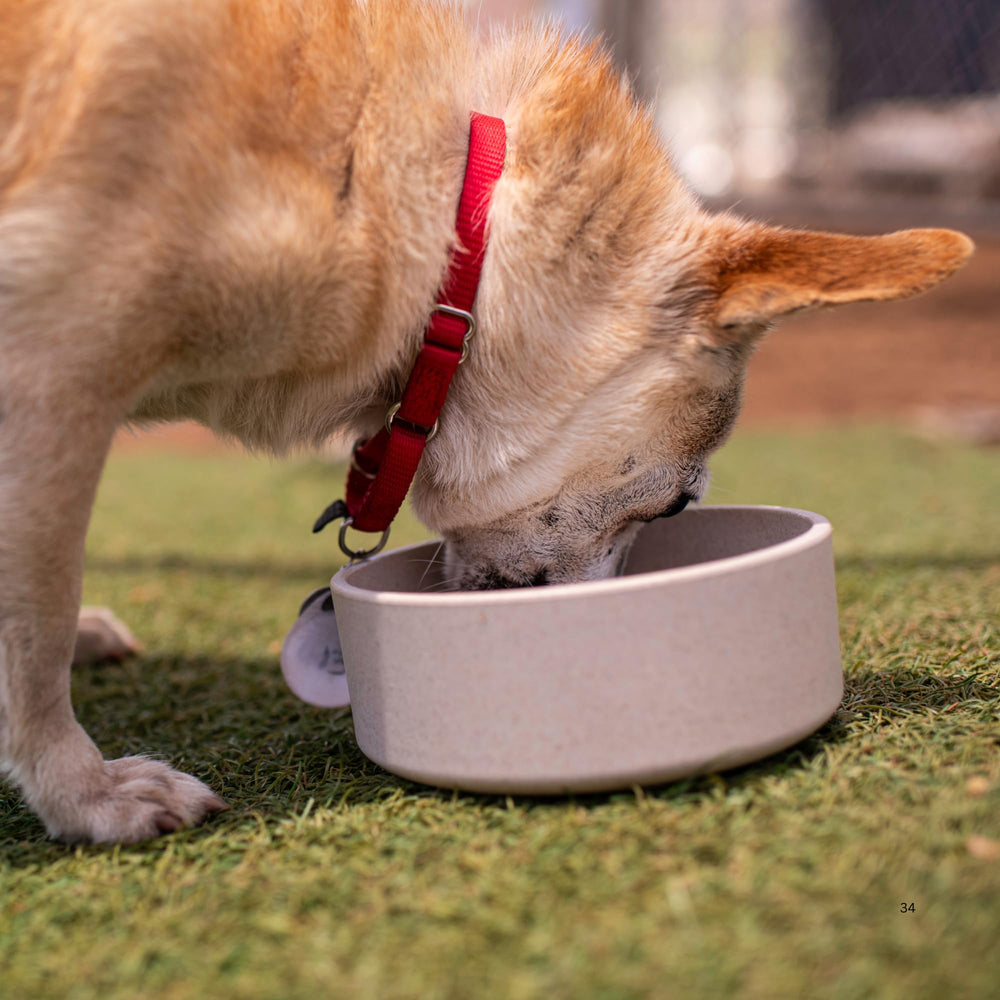 Loving Pets Dolce Bamboo plato grande con alta capacidad