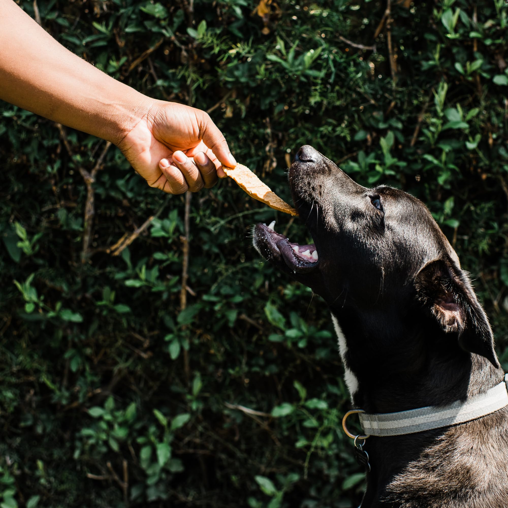 Loving Pets golosinas de pollo sin trigo ni gluten para estómagos sensibles